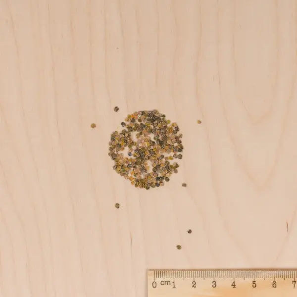 Fleurs - Giroflée d'Hiver de Nice Variée - MEDIA_3D